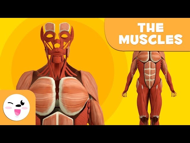 The Human Body for children - Muscles for Kids