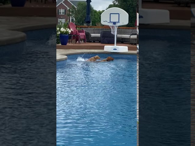 Golden Retriever Helps Pup Swim in Backyard Pool