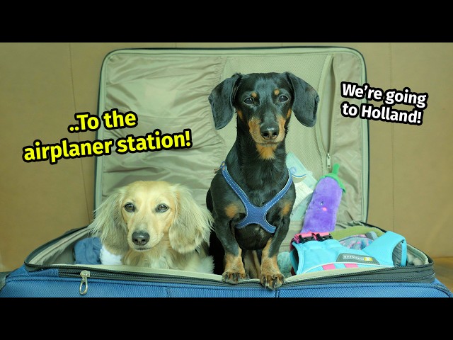 We Go To... The NETHERLANDS!🌷 - (Cute & Funny Wiener Dog Travel Vlog!)