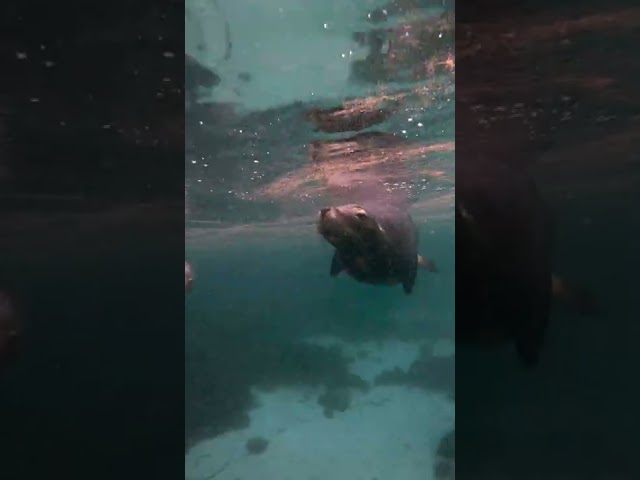 Curious Sea Lions Take Unusual Interest in Pregnant Diver