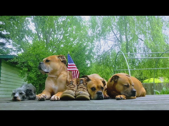 Rescued Dogs Take Minute of Silence for Fallen Heroes