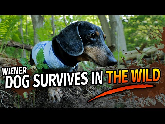 Wiener Dog's Wilderness Survival Show! - with Oakley Dokily the Dachshund!