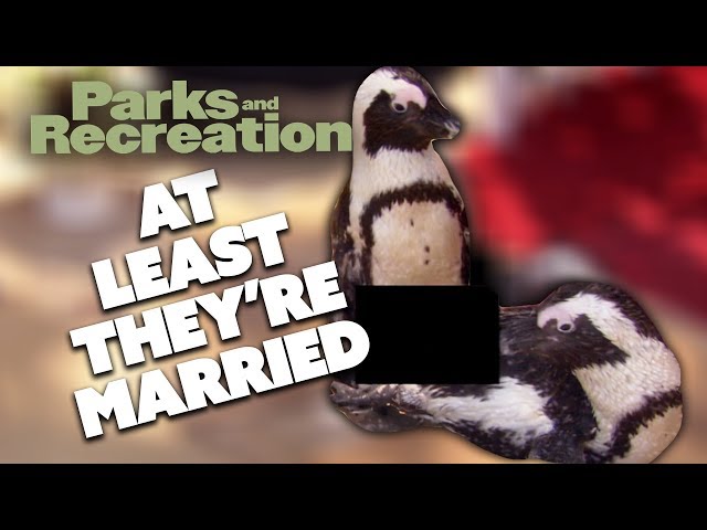 Gay Penguins | Parks and Recreation | Comedy Bites