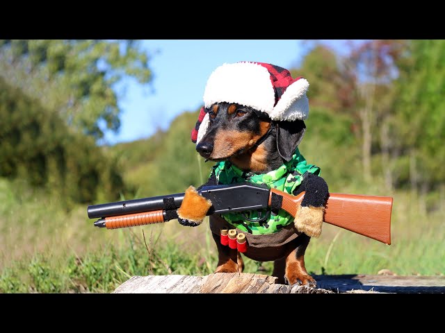 Oakley the Dachshund Goes DUCK HUNTING - (Cute Dog Hunting Costume)