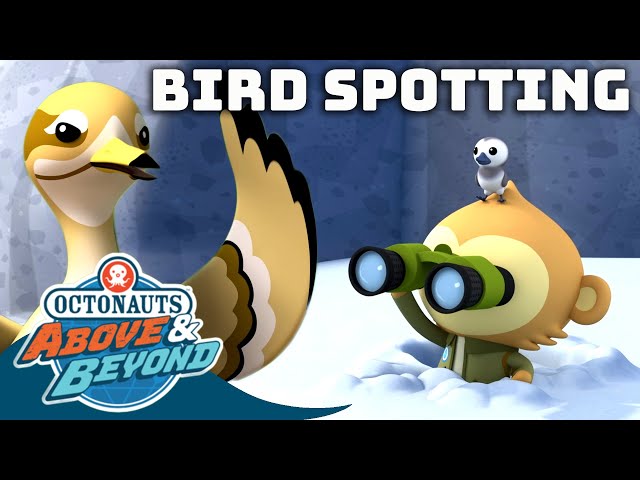 Octonauts: Above & Beyond - Bird Spotting Special! 🦅🦜🕊️ | Compilation | @Octonauts​