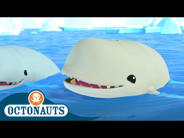 @Octonauts -  Beluga Whales | Full Episode 34 | Cartoons for Kids | Underwater Sea Education
