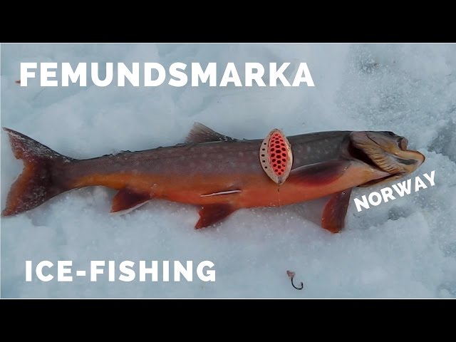 Ice fishing - char - Femundsmarka National Park  #2