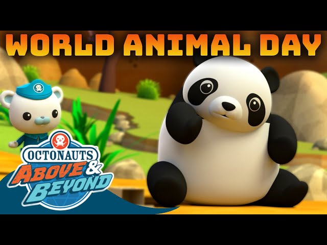 Octonauts: Above & Beyond - World Animal Day 🐻 🐼 | Animal Week Special! | Compilation | @Octonauts​