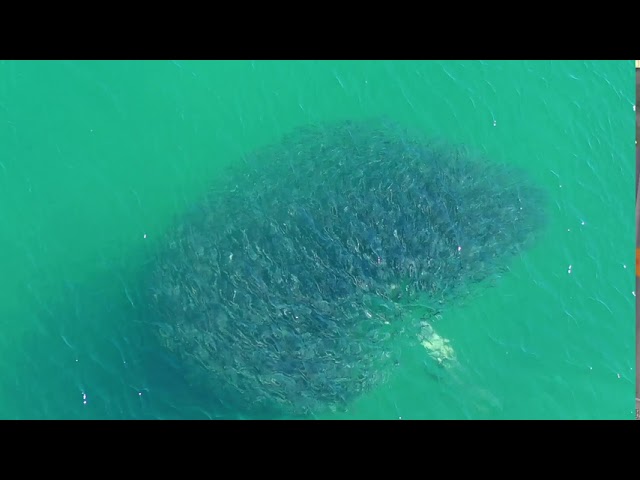 How Fintastic! Seal Filmed Chasing a School of Fish