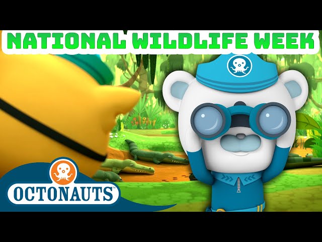 ​@Octonauts - National Wildlife Week One Hour Special! 🦎🐊 | Underwater Sea Education