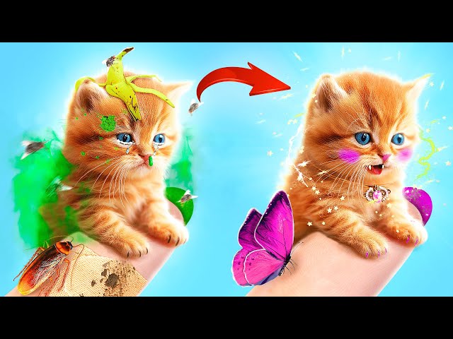 I Saved Homeless Tiny Cat! Secret Life Hacks for Pet Owners! How to Take Care of Your Pet
