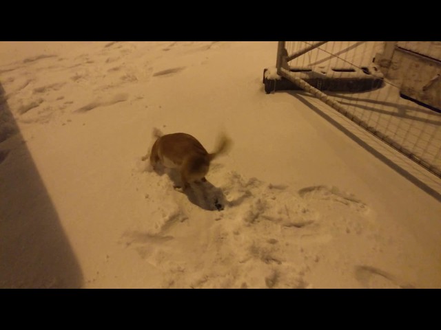 Beast from the east: Dogs first time in the snow