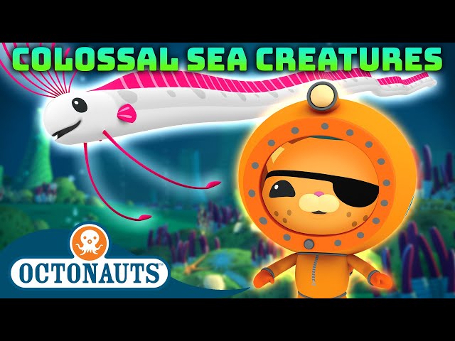 @Octonauts -  🦑 Colossal Creature Hunt 🔍 | 70 Mins+ Compilation | Underwater Sea Education for Kids