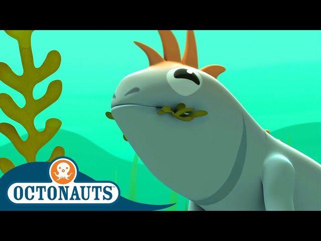 Octonauts - Marine Iguanas & The Lost Lemon Shark | Cartoons for Kids | Underwater Sea Education