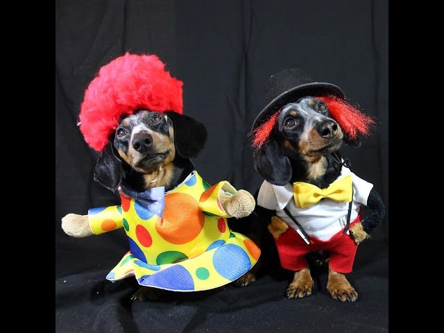 Crusoe & Oakley Dachshund Are the 'Cuteness Clowns' for Halloween