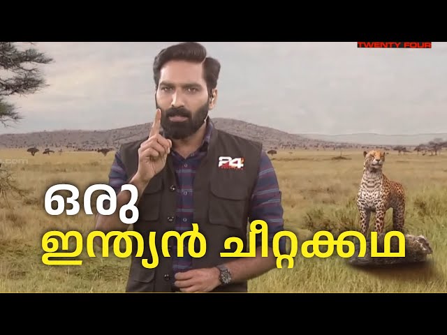 ചീറ്റ വംശം എങ്ങനെ ഇന്ത്യയിൽ കുറ്റിയറ്റു ? | Indian Cheetah | Augmented Reality Explainer | 24 News