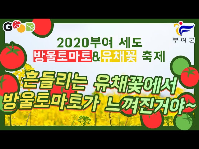 [2020부여세도 방울토마토&유채꽃 축제] 흔들리는 유채꽃에서 방울토마토가 느껴진거야~