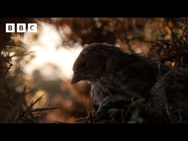 🔴 LIVE wildlife cameras 🐣 3 June 🌺 BBC Springwatch 2024