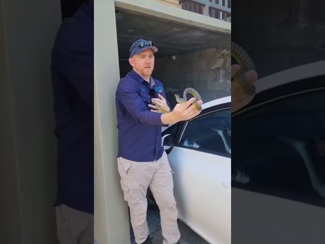 Snake Catcher Removes Grumpy Reptile From Car Roof