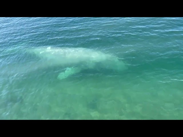 'Wait for It': Amazed Onlookers Delight as Whale Sprays 'Rainbow' From Blowhole