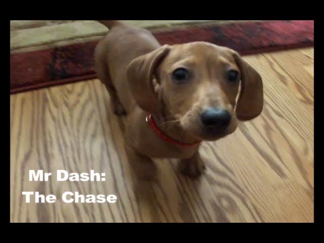 Mini Dachshund - Mr Dash: The Chase