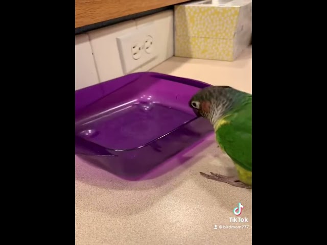 Curious Parrot Loves Testing Out What Noise Household Items Make