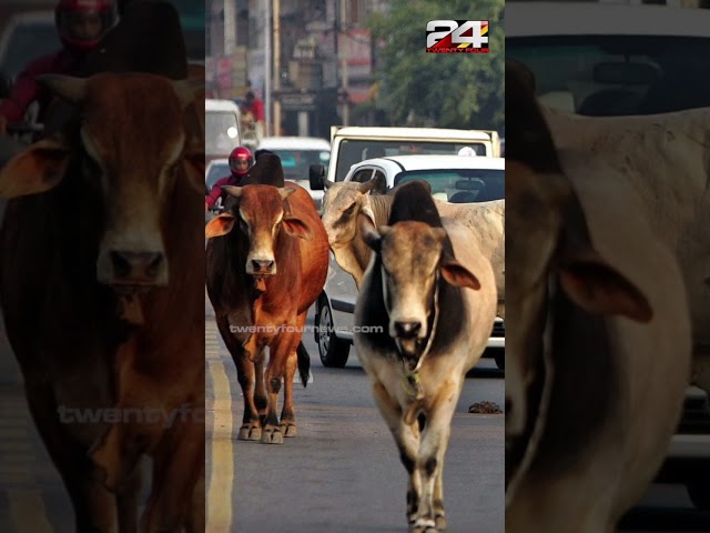 പശുക്കടത്ത് ആരോപിച്ച് ആൾക്കൂട്ട ആക്രമണം | Cow Vigilantes Lynch Two Young Men in Chhattisgarh