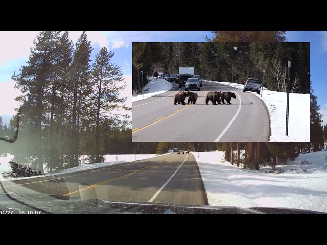 Grizzly Bear and Cubs Emerge from Hibernation in Grand Teton National Park