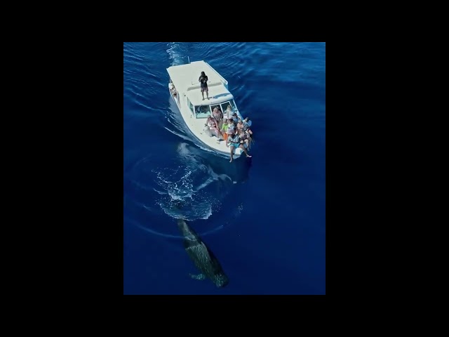 Tourists Treated to Up-Close View of Pilot Whales in Maldives