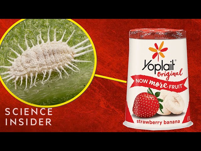The Bugs That Turn Strawberry Yogurt Red