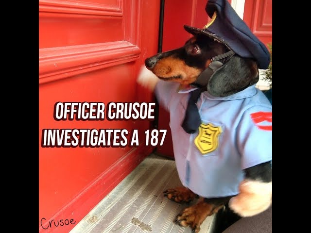 Officer Crusoe Dachshund on Duty: Investigates 187