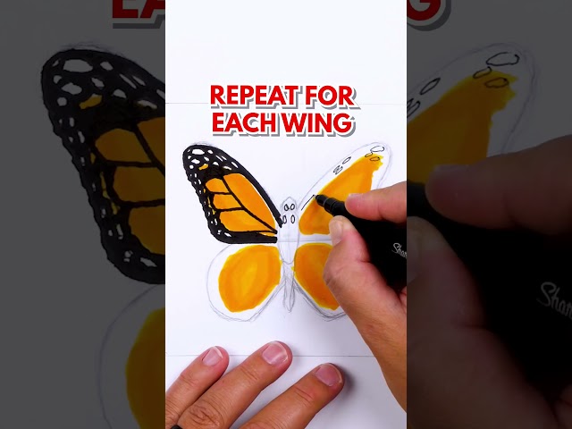 Drawing a butterfly