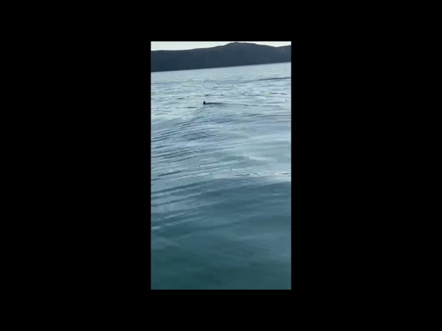 Fisherman Stunned as Basking Shark Swims Past on Welsh Coast