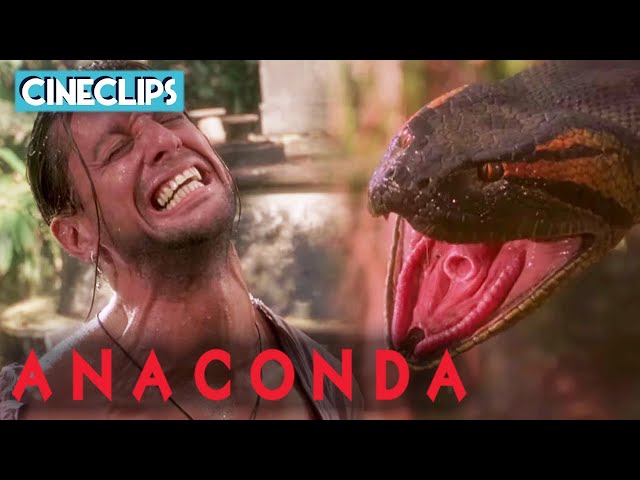 Mateo Is Constricted By KILLER Anaconda! | Anaconda | CineClips