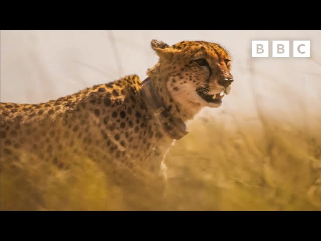 Cheetah cub gets a NASTY nip 😲 🐆 Dynasties II - BBC