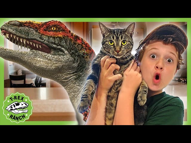 Baby Raptor Dinosaur in the House! Plus More T-Rex Ranch Dinosaur Videos