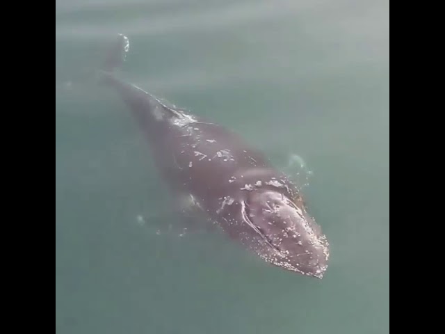 Whale Spotted In Wellington