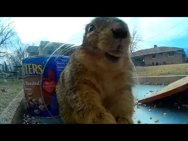 Squirrels Completely Freaking Out In A Jar - PATCHES!!!