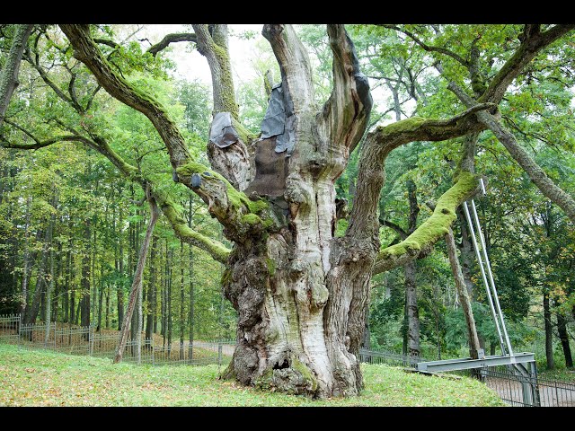 The Oldest Tree in Lithuania