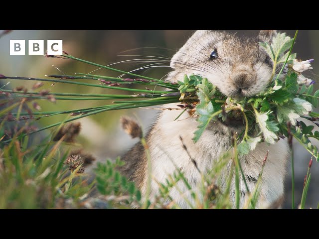 Snack-stealing pika is just too CUTE 😍 | Mammals - BBC