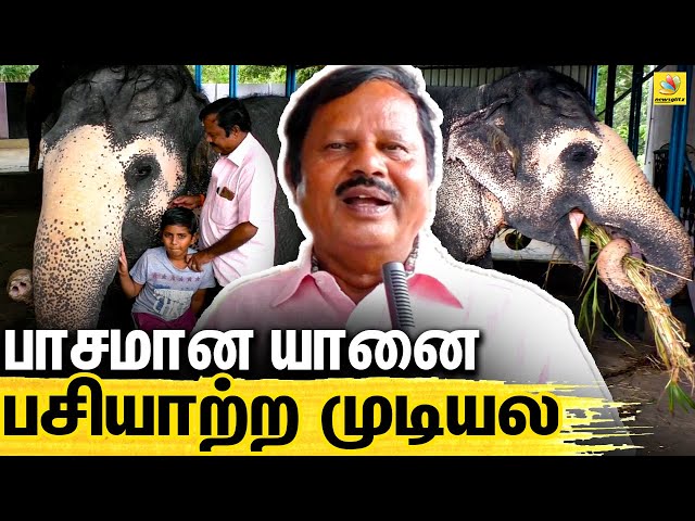 கேரளாவைபோல் அரசு உதவி பண்ண நல்லாருக்கும்! யானையின் உரிமையாளர் - Rangan | Elephant Owner From Madurai