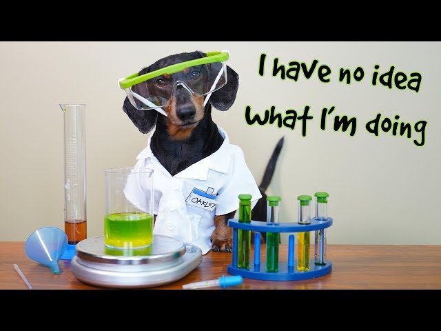 Funny Chemistry Dog! - with Oakley the Funny Dachshund!
