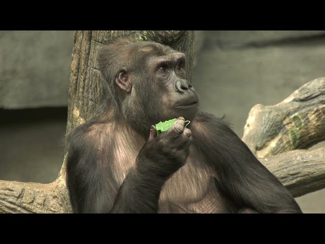 Zoo Animals Enjoy St Patrick's Day Shamrock Treats at Chicago Zoo