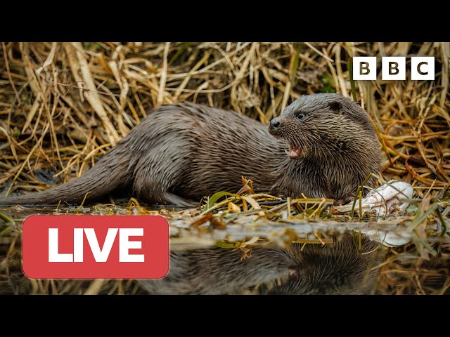 🔴 LIVE wildlife cameras 🐞 10 June 🌺 BBC Springwatch 2023