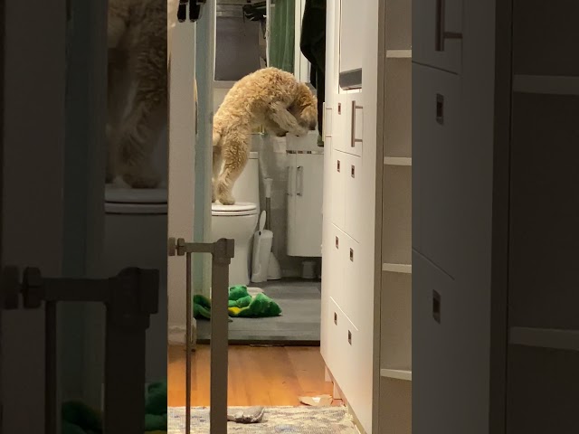 Thirsty Terrier Stands on Toilet to Drink From Bathroom Sink