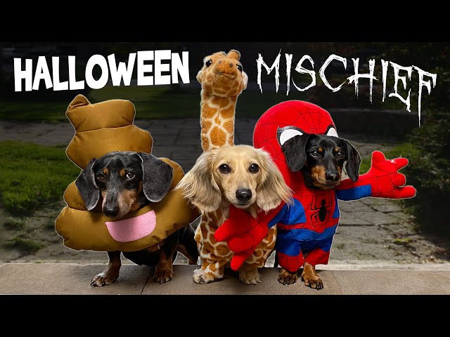 HALLOWEEN MISCHIEF - Cute & Funny Wiener Dogs Go Trick or Treating!