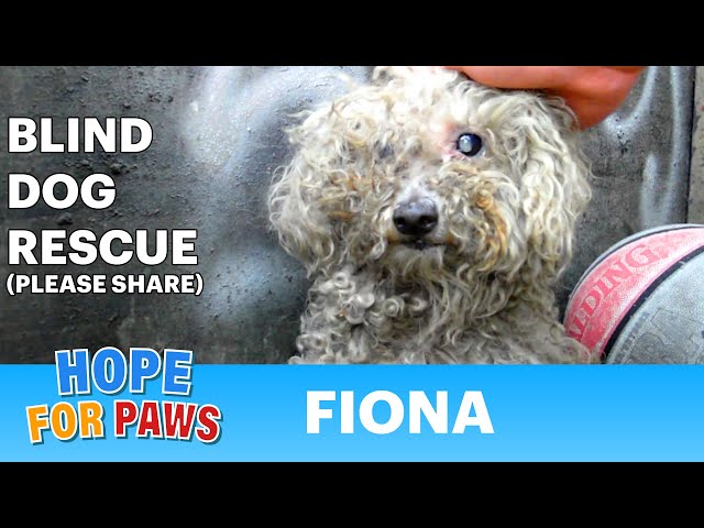 Blind dog rescue: Fiona - Please SHARE on FB & Twitter and help us raise awareness.  Thanks! #dog