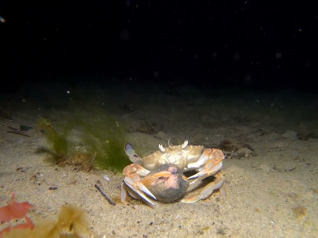 Sand Crab Admits Defeat After Fighting Shell for So Long