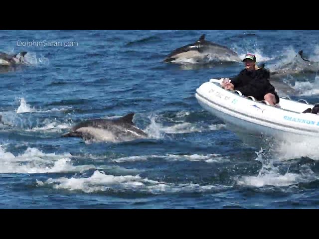 Boat Glides Among Stampeding Dolphins on California Coast