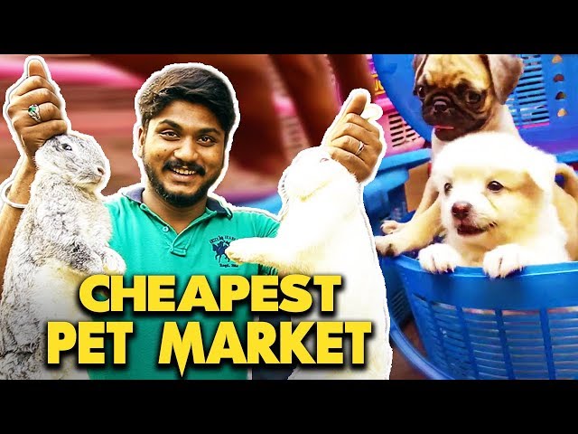 Best Quality Low Price : Chennai's Cheapest Pet Market | KozhiSanthai | Tamilnadu